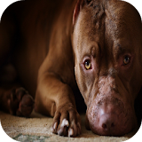 Free Pitbull Wallpaper icon