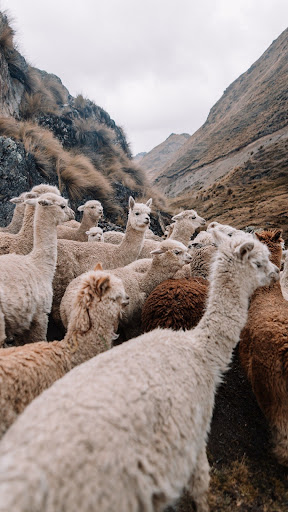Android application Llama Wallpapers screenshort