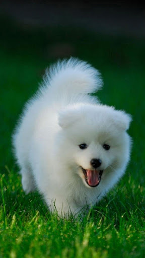 Android application Dog -Wallpapers screenshort