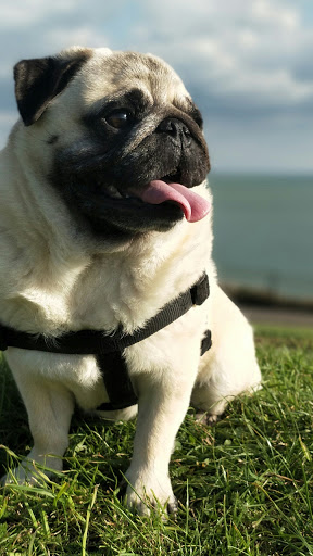 Android application pug dog wallpaper screenshort