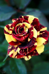 Flowers And Roses Animated Images Gif pictures 4K(圖2)-速報App