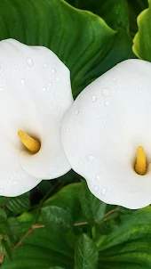 Arum Lily Wallpaper