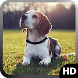 Beagle Dog Wallpaper icon