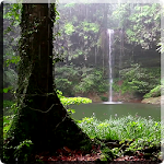 Cover Image of Download Tropical Rain Video Wallpaper 2.0 APK