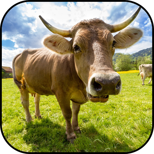 Cow Print Wallpaper - Apps on Google Play