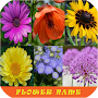 Learn Flower Name