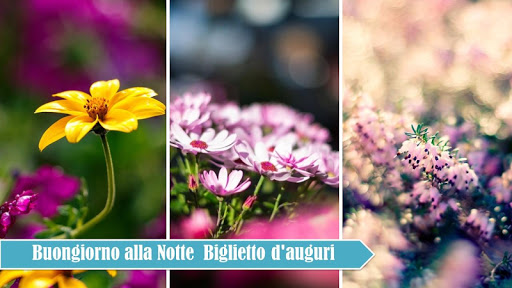 Italian Morning Night Greeting Screen 2