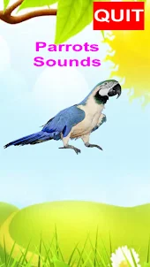Parrots Tone Sound Real 3d Sim