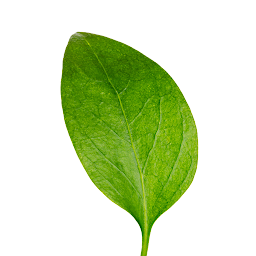 Instituto SEEDS: Download & Review