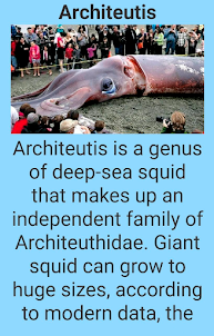 Amazing marine animals
