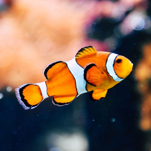 Guess the fish logo