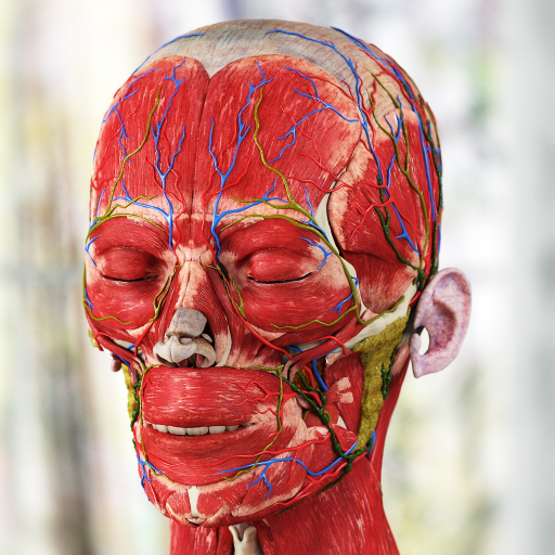 Human Anatomy: Female 3D logo