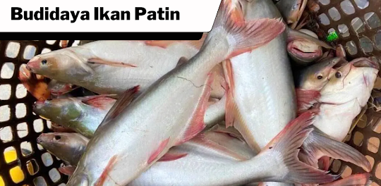 Budidaya Ikan Patin