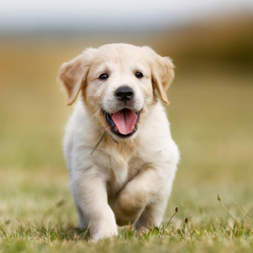 Dog Puppy Sounds Download on Windows