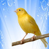 canary song icon