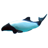 Dolphin Commerson's Sticker icon