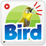 Sound Bird Singing icon
