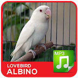 Lovebird Albino Masteran icon