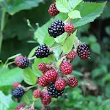 Beautiful blackberry branch icon