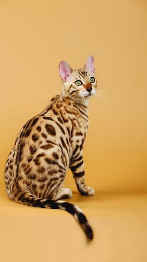 Bengal Cat Screen 3