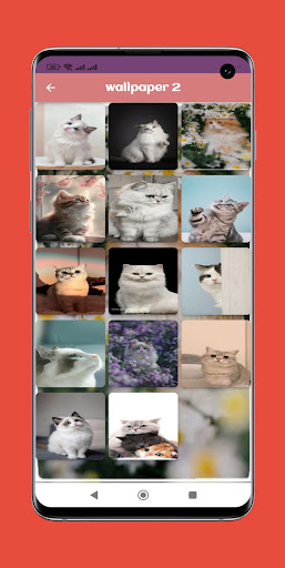 wallpaper cat HD Screen 2