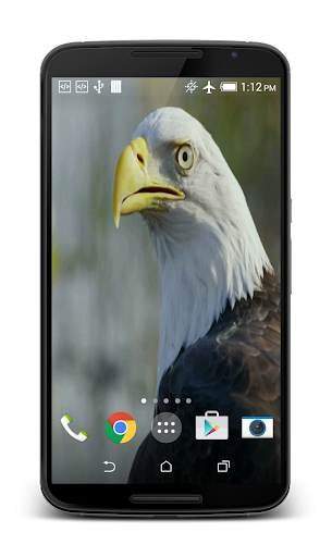USA Eagle Live Wallpaper Screen 3