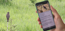 Guia de Aves da Reg Bragantina APK