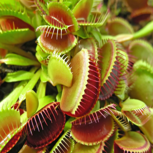 Carnivorous plants logo