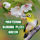Masteran Burung Pleci Gacor - Androidアプリ