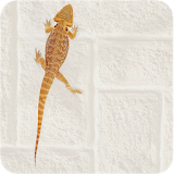 Lizard Live Wallpaper icon