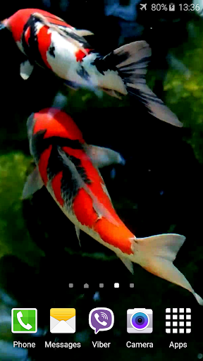 Koi Video Live Wallpaper Screen 3