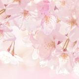 Cherry Blossom Atom theme icon