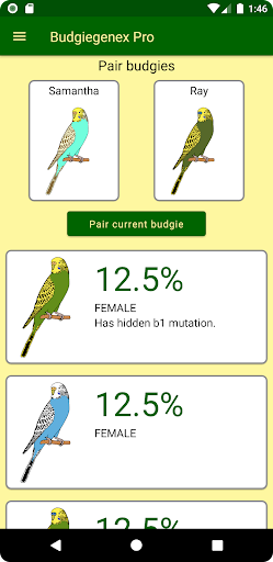 Budgiegenex Pro Screen 3