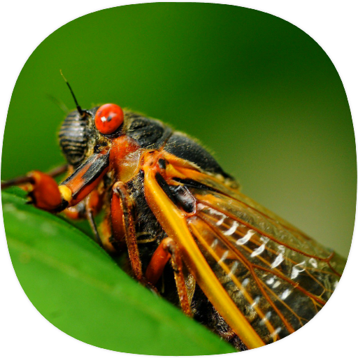Cicada Sounds logo