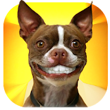 Grin Dogs Smile Live Wallpaper icon