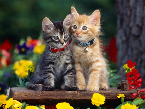 Cute Cat Wallpaper HD Screen 2