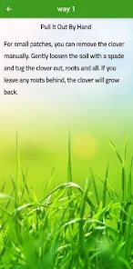 How To Get Rid Of Clover In Lawn 2021 11