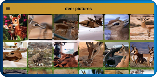 Deer Pictures