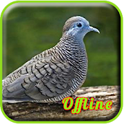 Top 49 Music & Audio Apps Like Suara Burung Perkutut Pikat MP3 - Best Alternatives