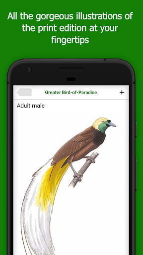 Birds of New Guinea Screen 3