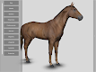 screenshot of 3D Horse Anatomy