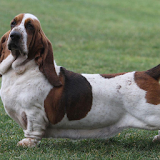 Basset Hound Dogs Wallpapers icon