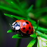 Ladybug HD Live Wallpaper icon