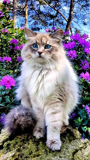 Persian Cat Wallpapers Screen 2