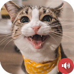 Cover Image of Download Cat Sounds  APK