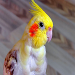 Cover Image of Unduh How to Tame a Cockatiel  APK