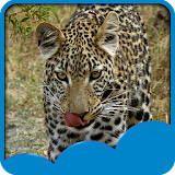 Leopard Live Wallpapers icon