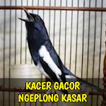 Cover Image of ดาวน์โหลด Kacer Gacor Ngeplong Kasar 1.6 APK