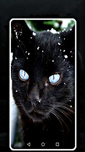 black cat wallpaper full hd for PC / Mac / Windows 11,10,8,7 - Free  Download 