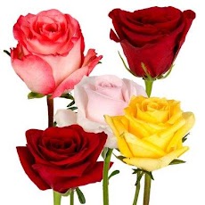 Good morning Flowers Roses 4Kのおすすめ画像5